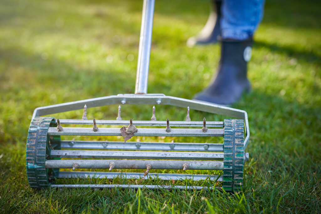 Healthy lawn