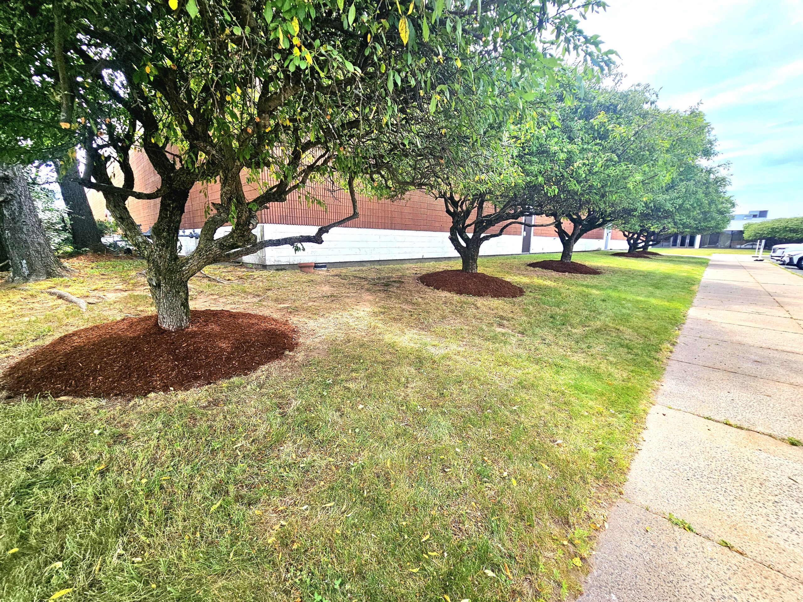 Mulched trees and maintained grounds